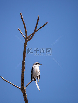 红海龟伯劳鸟 lanius ludovicianus 栖息在树上