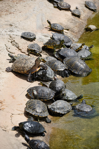一群小乌龟图片_一群小乌龟素材-一群小乌龟图片大全-千库网
