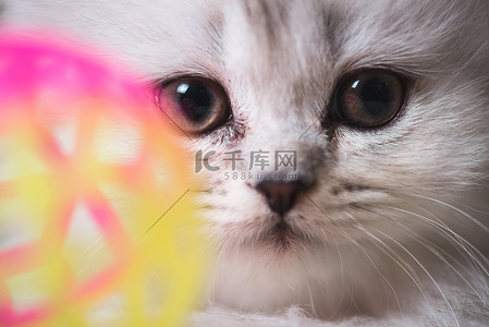 白萌猫人像特写微距拍摄