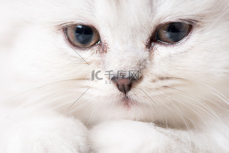 萌猫摄影照片白萌猫人像特写微距拍摄