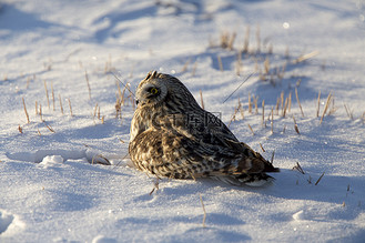 受伤的鸟图片_受伤的鸟素材-受伤的鸟图片大全-千库网