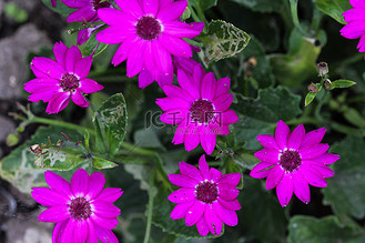 开花在春天的庭院瓜叶菊紫色花 (cineraria hybrida)
