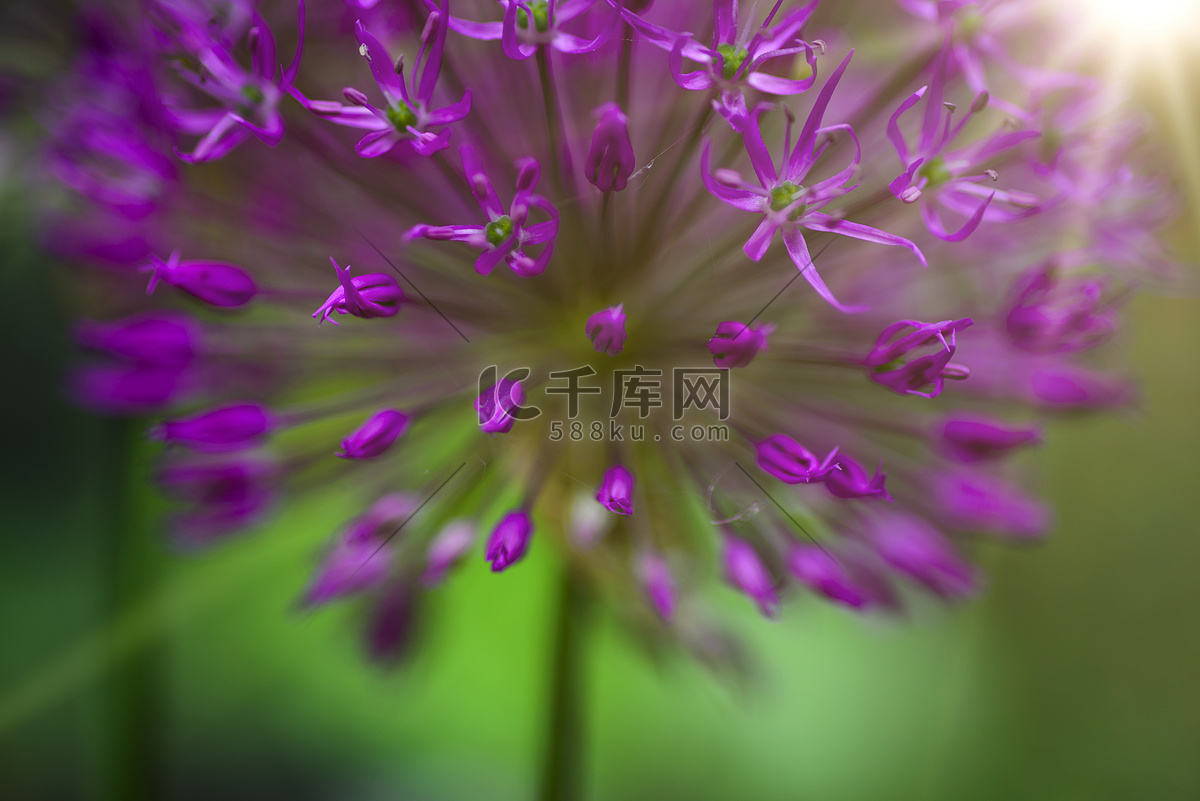 开花的装饰弓 Allium albopilosum 春天高清摄影大图-千库网