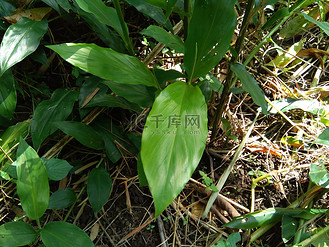ginger图片素材_苦姜(zingiber zerumbet, shampoo ginger, pinecone