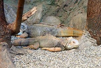 和脆弱蜥蜴物种特写个人vip和企业vip免费下载摄影图犀牛鬣蜥(cyclura