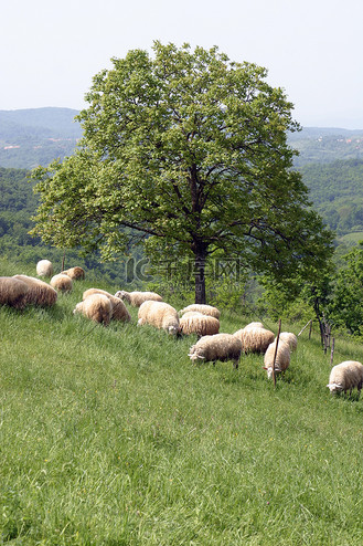 羊群在山上吃草