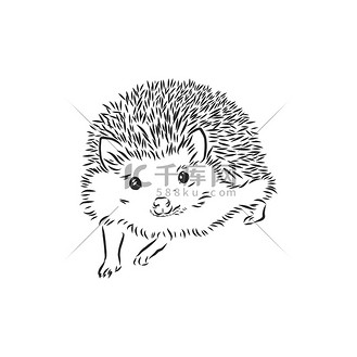 白色背景上孤立的刺猬素描,刺猬,矢量素描图解