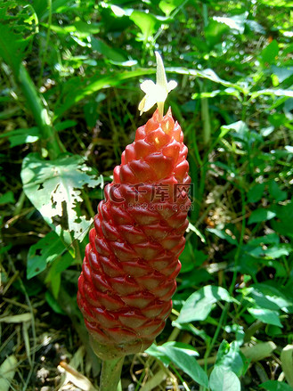 苦姜(zingiber zerumbet, shampoo ginger, pinecone ginger, awapuhi