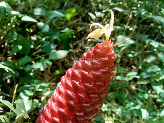 苦姜(zingiber zerumbet, shampoo ginger, pinecone ginger, awapuhi