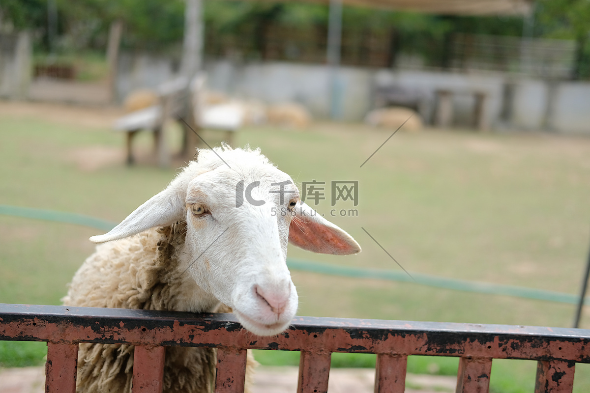 母羊他的羊羔母亲幼儿 库存图片. 图片 包括有 农场, 外套, 母性, 没人, 查找, 查出, 茴香, 系列 - 9332225
