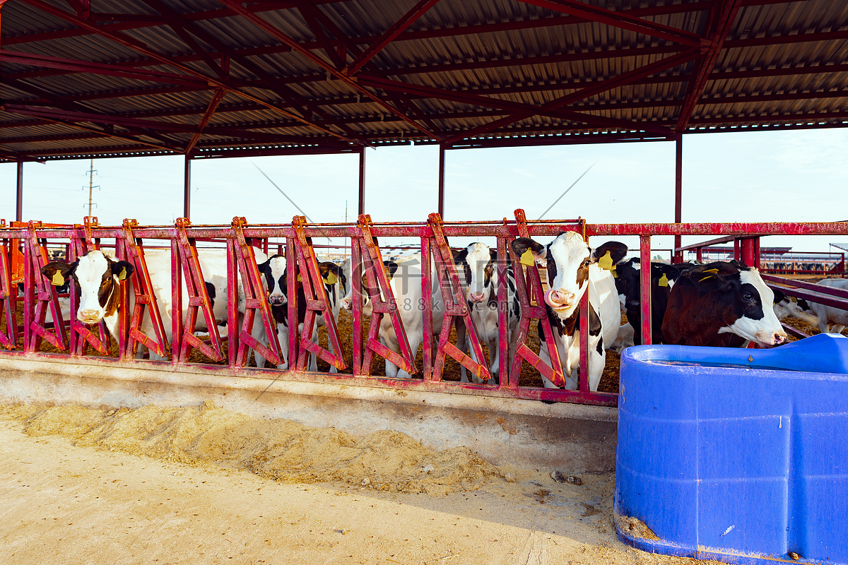 母牛在农场牛棚高清摄影大图-千库网