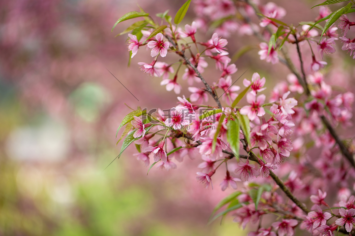 Cassia barkeriana Linn.(泰國櫻花，學名：花旗木) | 花期從3月底至5月初，也叫平地櫻花，高雄六… | Flickr