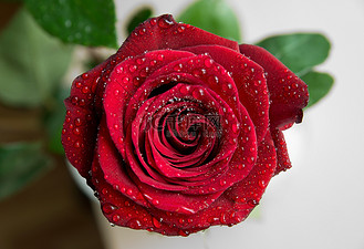 摄影图带水滴的新鲜红玫瑰,鲜艳的色彩自然花卉背景个人vip和企业vip