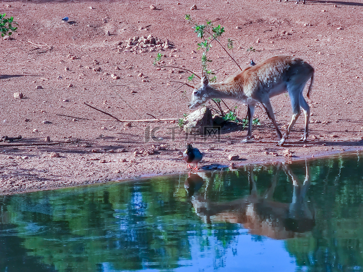 在伊托沙国家公园的chudop水坑喝水的长颈鹿和斑马 库存照片. 图片 包括有 大草原, 饮料, 沙漠 - 215321712