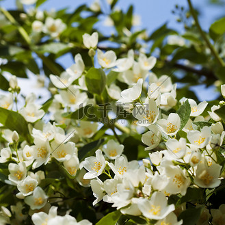 白色茉莉花瓣图片素材_茉莉花