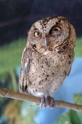 一只年轻的小长耳猫头鹰坐在树枝上看着相机.