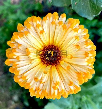 橙色金盏花图片_橙色金盏花素材-橙色金盏花图片大全-千库网