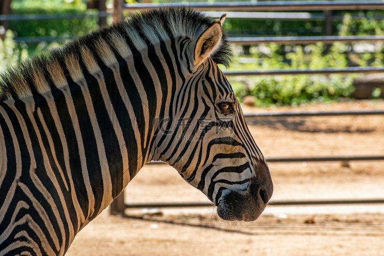 查普曼斑马（Equus quagga chapmani）的头高清摄影大图-千库网