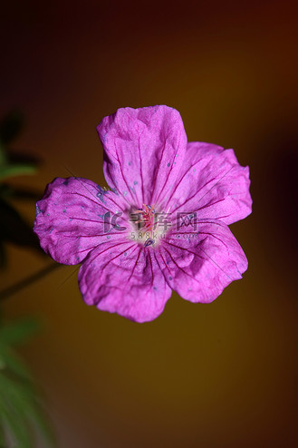 东北大花图案图片素材_紫色花开花特写植物背景天竺葵 platypetalum