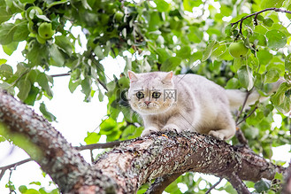 一只白猫从花园里一棵苹果树的树枝上走下来，夏天附近挂着青苹果。