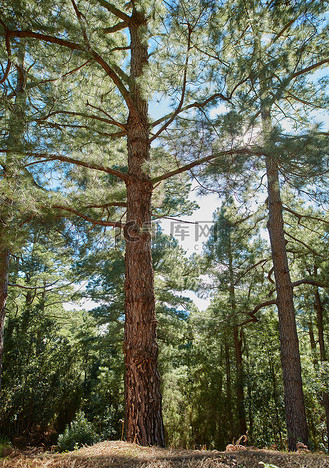 企业vip免费下载摄影图西班牙加那利群岛拉帕尔马山区美丽的松树林.