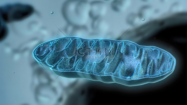 人类线粒体 DNA 的组织和动力学。高清摄影大图-千库网