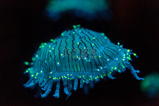 花帽水母,olindias 福莫萨