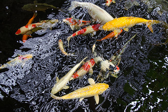 许多金鱼图片素材_许多彩色锦鲤