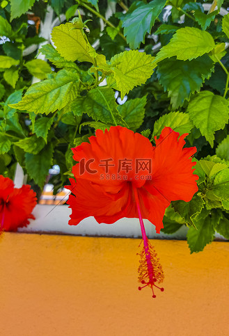 月季灌木图片_月季灌木素材-月季灌木图片大全-千库网