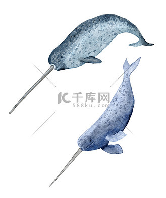 水彩手绘插图的长着角牙的鲸鱼.