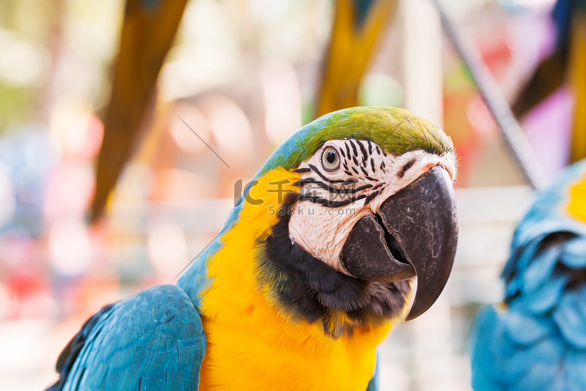 颜色艳丽的蓝黄金刚鹦鹉，个性温和，具有爱亲近人的特质