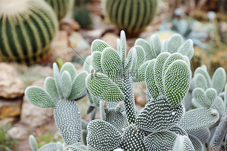 金球仙人掌图片素材_echinocactus grusonii,金桶婆婆的坐垫,座位
