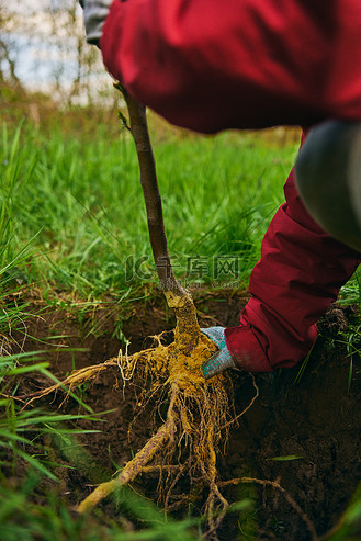 根深帝国的大树图片素材_种在地里深洞里的幼苗的根