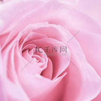 淡粉色花瓣图片素材_淡粉色玫瑰花瓣.
