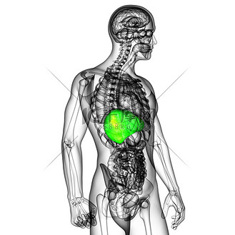 肝脏3d图片素材_3d 渲染肝脏的医学插图
