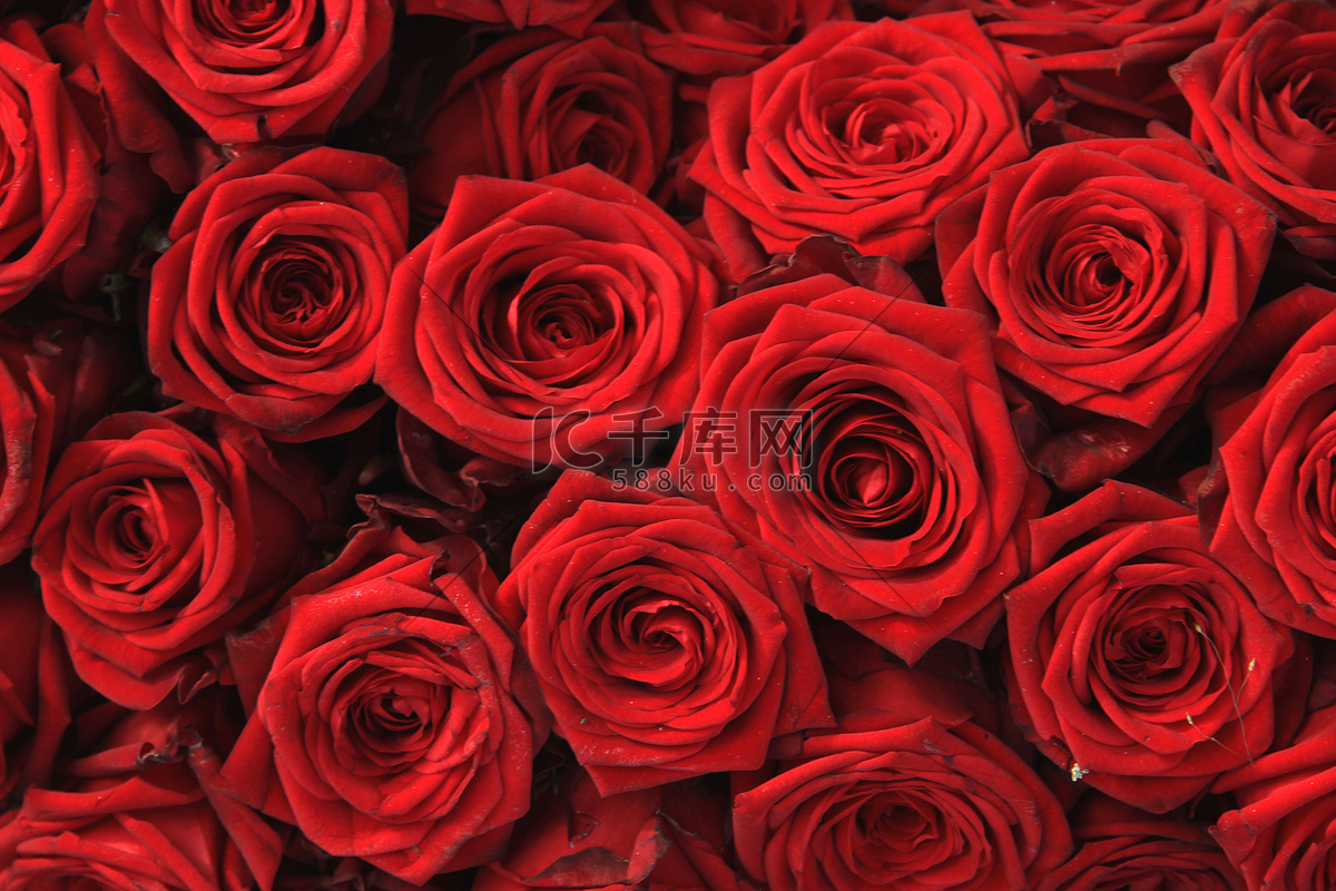 红色玫瑰花高清桌面图片-壁纸图片大全