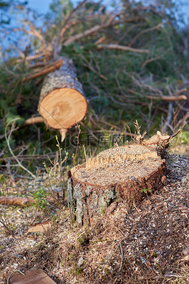 砍倒的树高清摄影大图-千库网