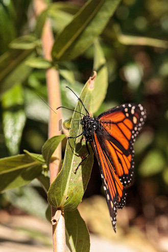 帝王蝶,danaus plexippus,在蝴蝶园里