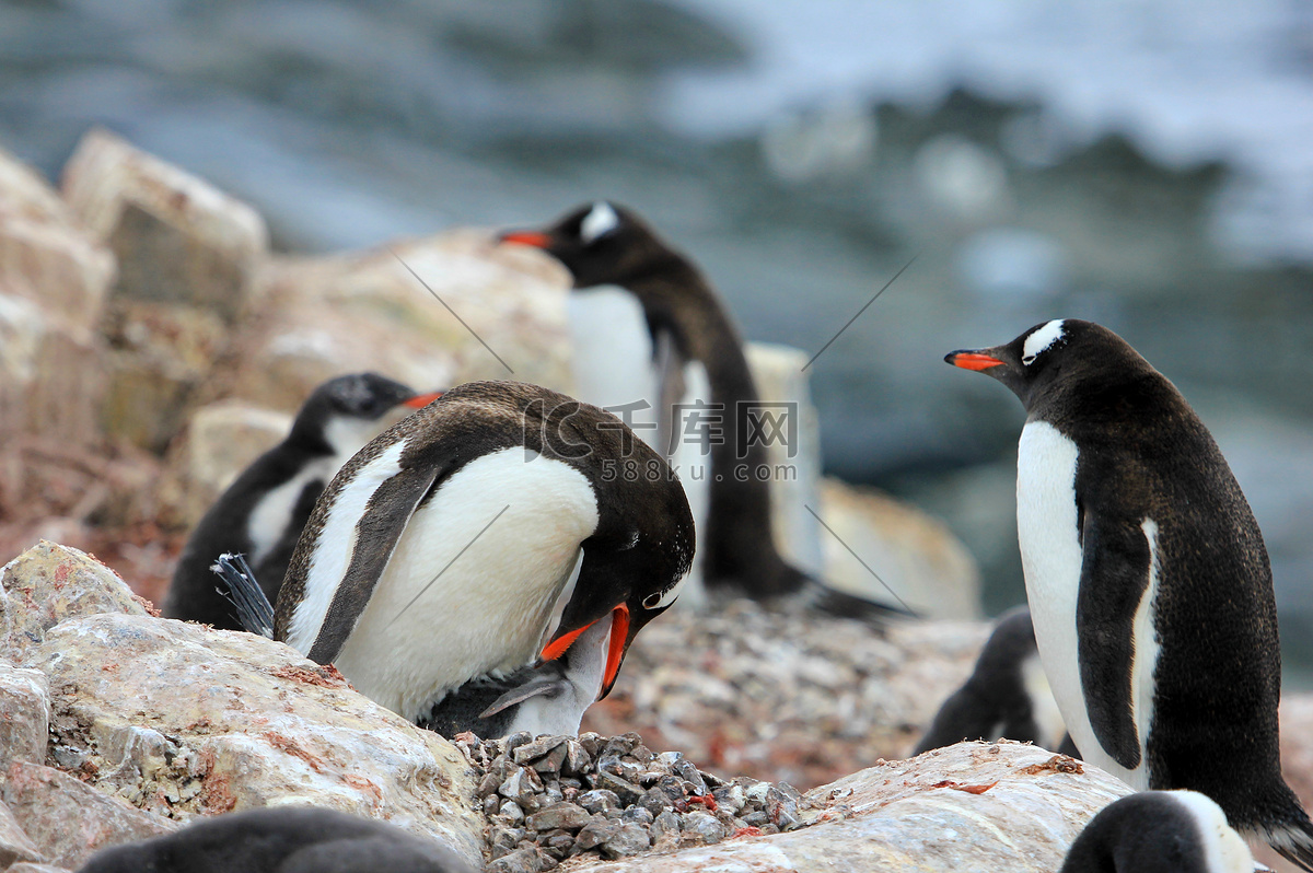 企鵝 小時候 (99) 사진