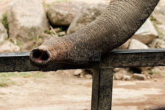 大象卷东西图片_大象卷东西素材-大象卷东西图片大全-千库网