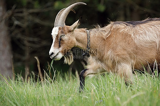 深色森林背景中一只长着大角和长毛的棕色山羊的侧面肖像