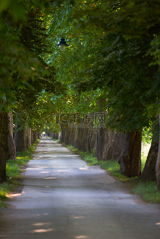 林荫树图片_林荫树素材-林荫树图片大全-千库网
