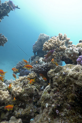 图片素材_蓝色水背景热带海底有异国情调的鱼 anthias 的彩色珊瑚礁