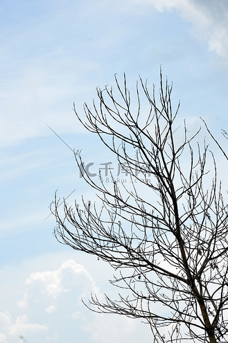 一棵大树上的干树枝