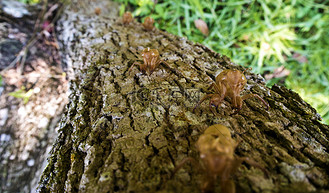 树皮上有很多蝉