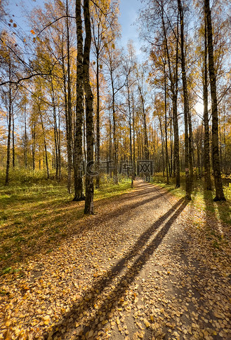 秋天公园的小路,树上和地上的黄叶,长长的树影,行走的人,阳光