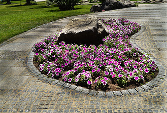 椭圆形花坛上的粉色和白色矮牵牛与石头一起,明亮的午间光线照亮了