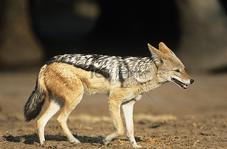 草原上的黑背豺 (canis mesomelas)