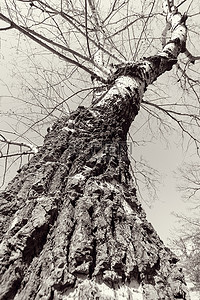 树干在森林里高清摄影大图 千库网
