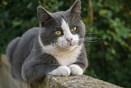 萌猫摄影照片矮墙上的萌猫2